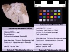 Foto (Objekt + Etiketten) von Galatheites zitteli (Moericke, 1889) (NHMW-GEO-1990-0041-0315)